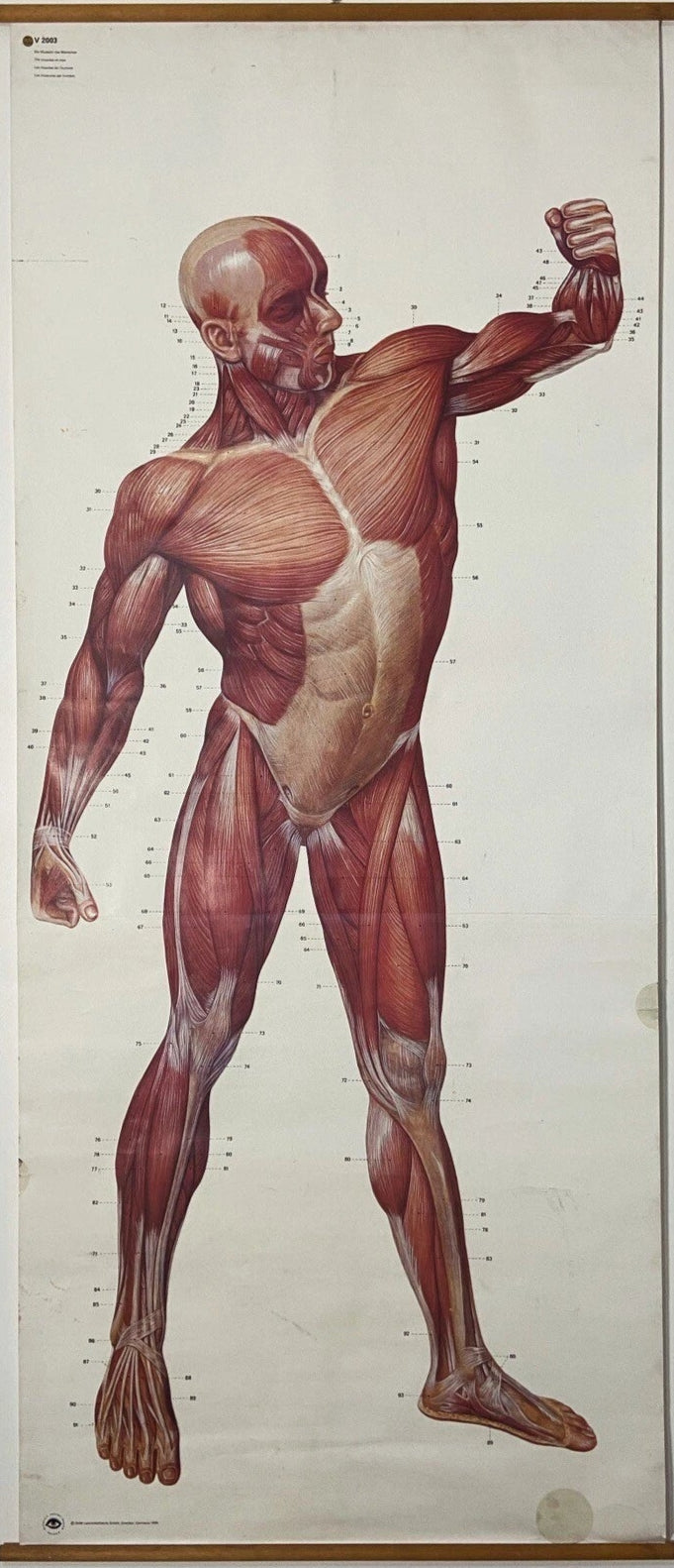 Mid-20th Century Anatomical Wall Chart - Medical School Poster