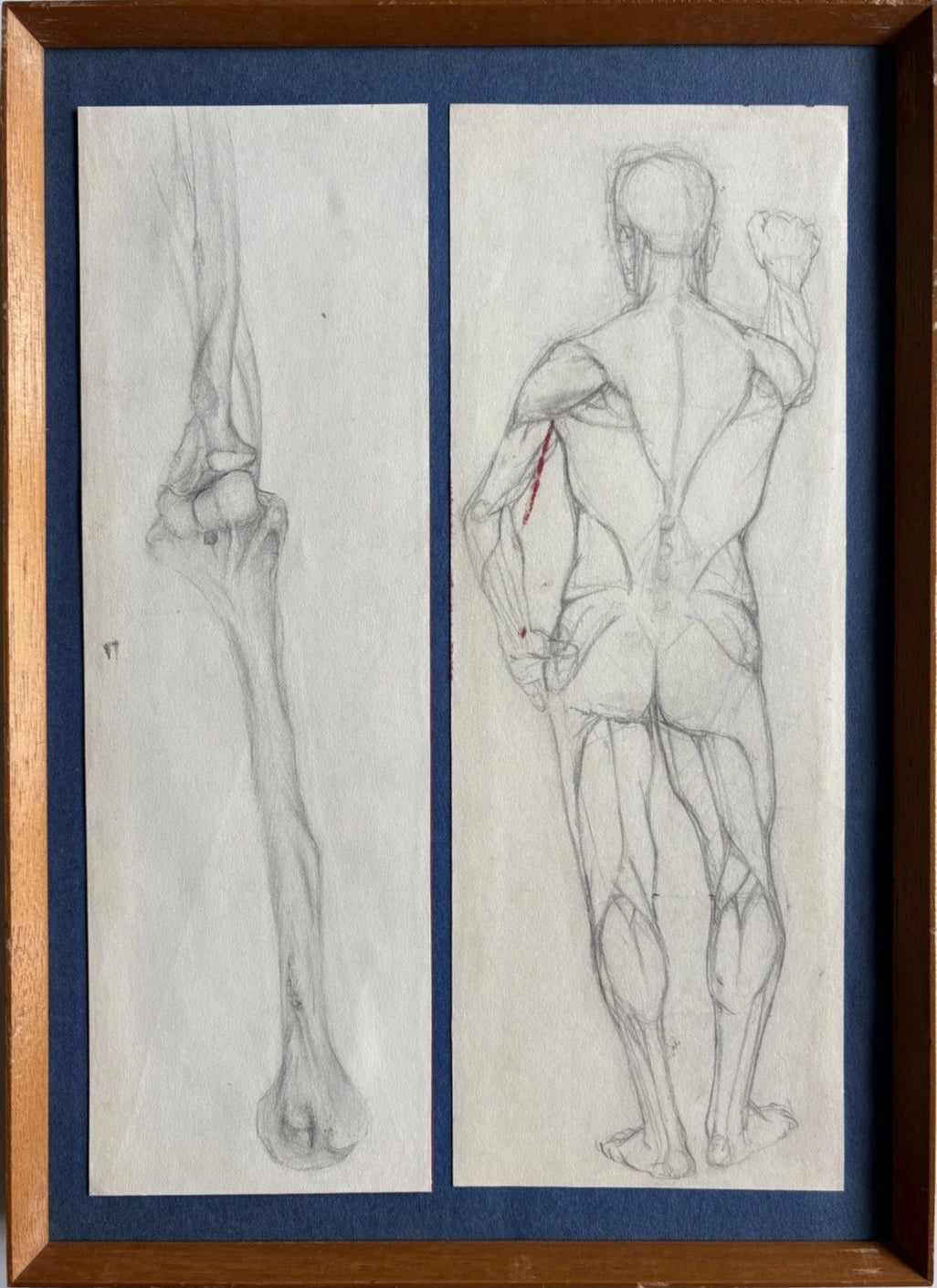 Mid-Century Academic Anatomical Studies Male Figure Pencil Drawings