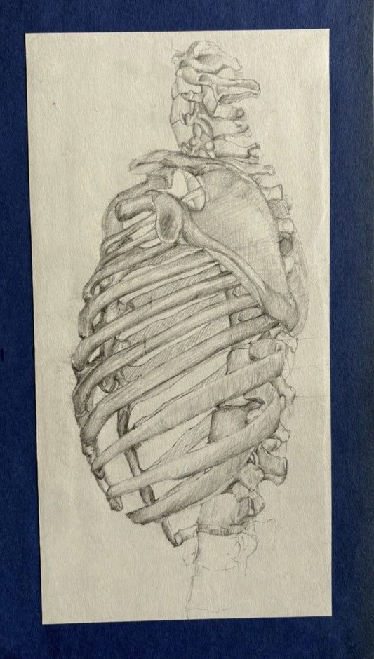 Mid-Century Academic Anatomical Study of Ribcage and Spine, Pencil Drawing