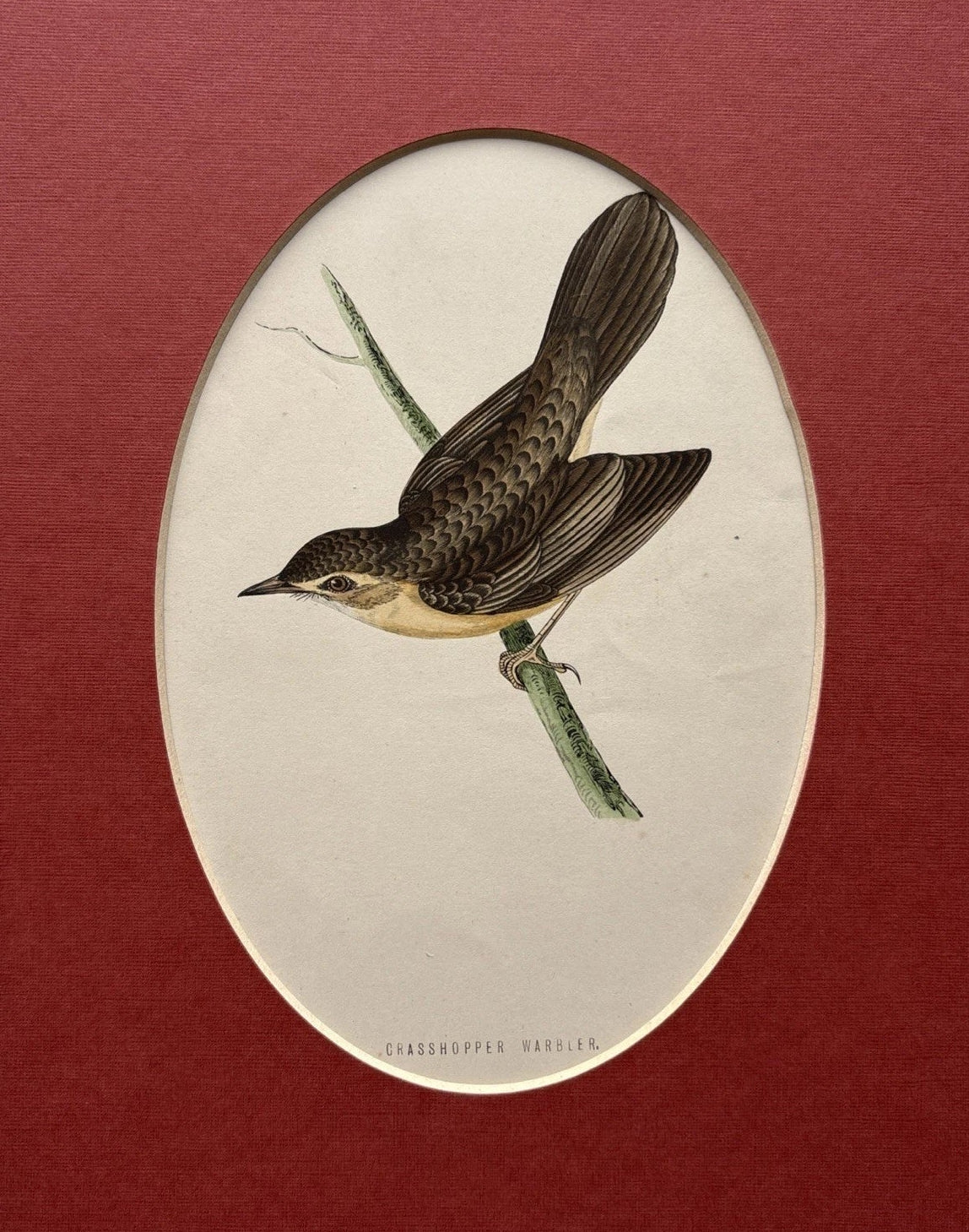 antique 1896 hand Coloured Grasshopper Warbler Bird engraving Alexander Francis