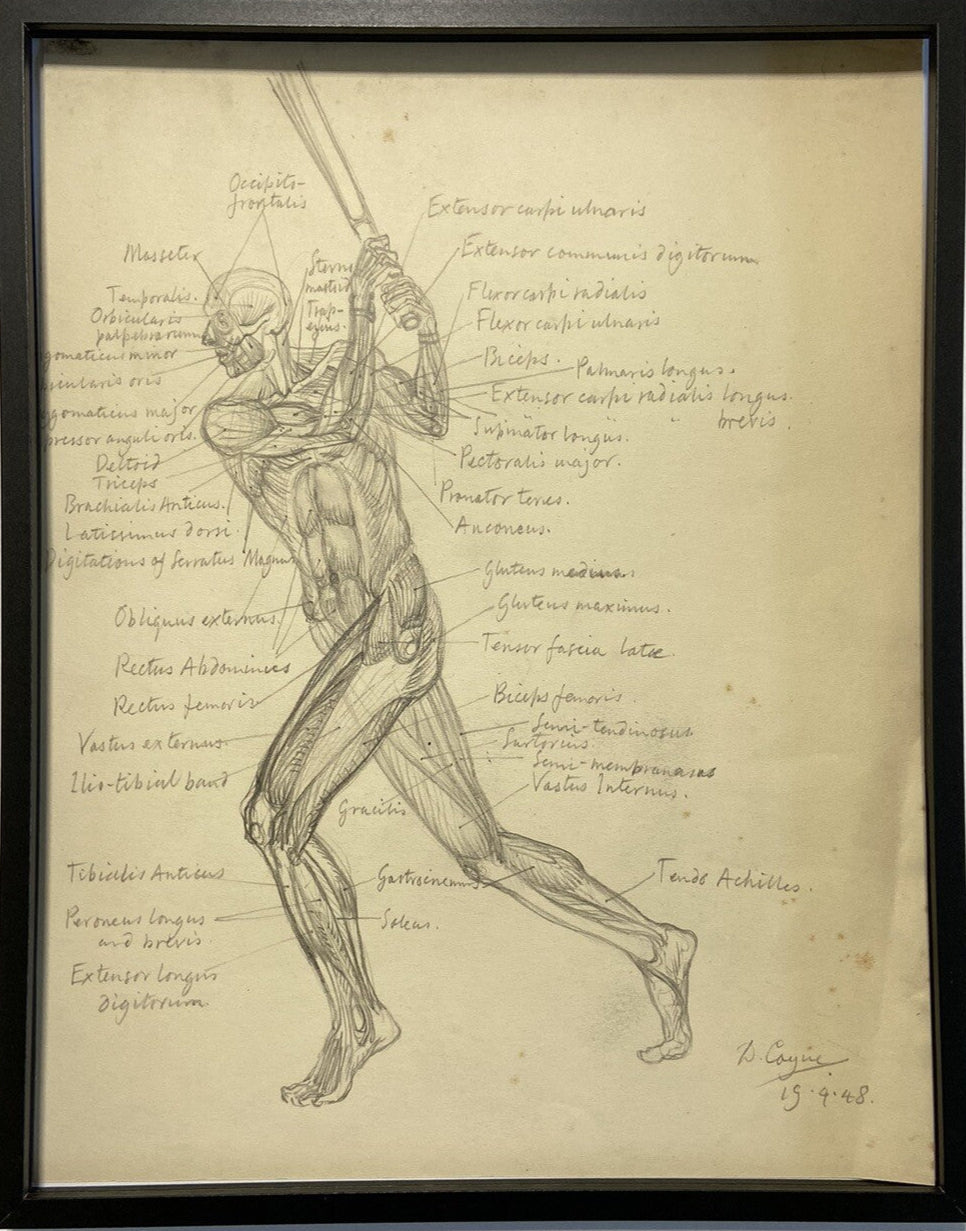 Vintage original Male Anatomy Chart pencil drawing